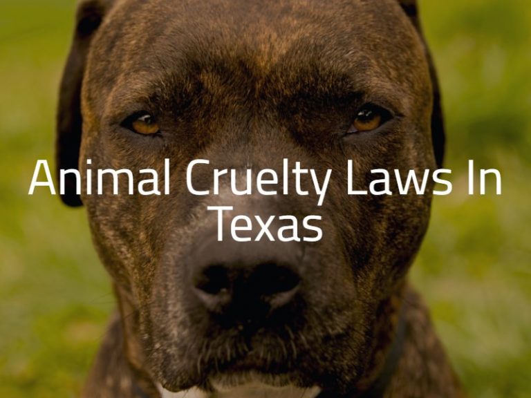 Is Animal Cruelty Illegal in Texas? Loco's Law 2023